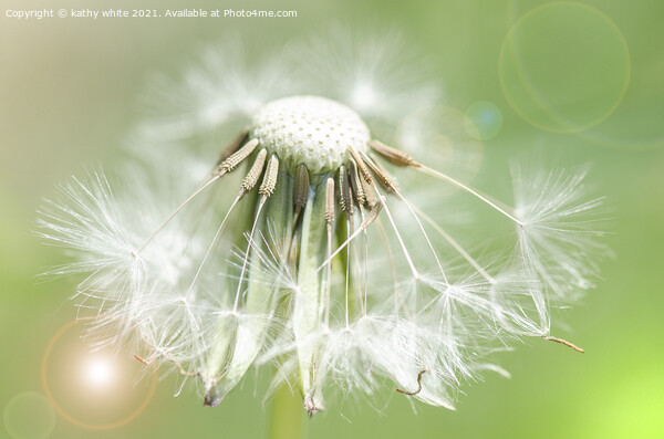 dandelion seed,Flower Photography,floral art Picture Board by kathy white