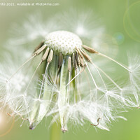 Buy canvas prints of dandelion seed,Flower Photography,floral art by kathy white