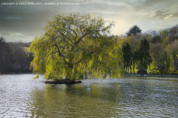 Weeping willow,Portrait of a tree on a lake, Picture Board by kathy white