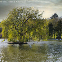Buy canvas prints of Weeping willow,Portrait of a tree on a lake, by kathy white