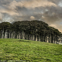 Buy canvas prints of Nearly Home Trees,Coming home trees,Cornwall trees by kathy white