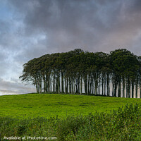 Buy canvas prints of Nearly Home Trees, Coming home trees, Cornwall tre by kathy white