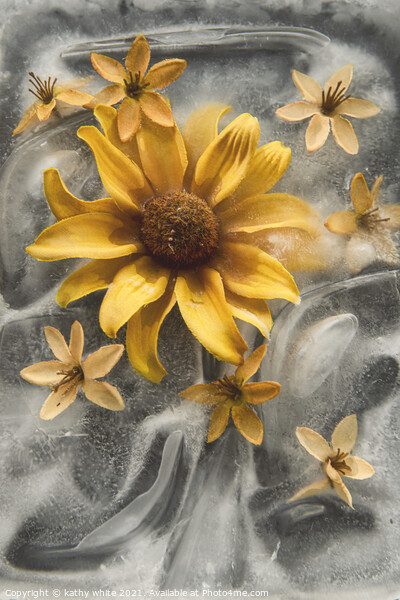 Frozen in Time, yellow flowers in ice Picture Board by kathy white