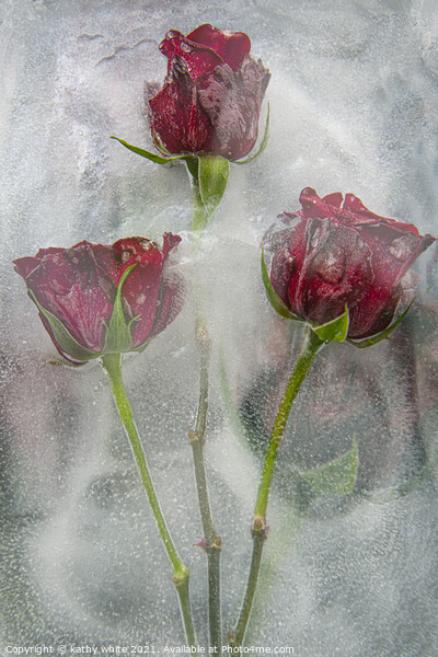frozen roses water and ice,floral art,garden rose Picture Board by kathy white