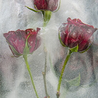 Buy canvas prints of frozen roses water and ice,floral art,garden rose by kathy white