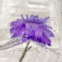 Buy canvas prints of Flowers water and ice in frozen water purple by kathy white