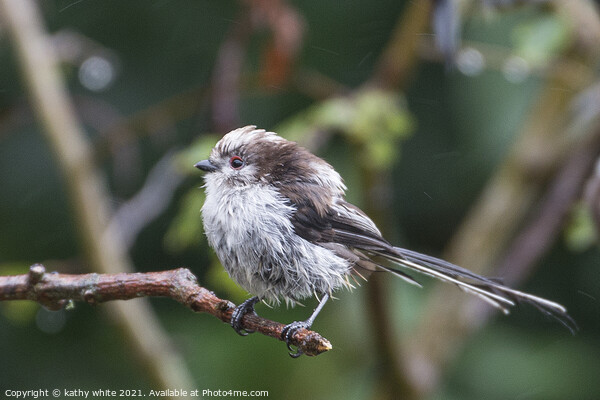  Long Tailed Tit, on a branch on a rainny day Picture Board by kathy white