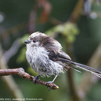 Buy canvas prints of  Long Tailed Tit, on a branch on a rainny day by kathy white