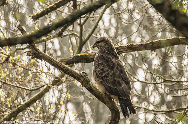 The common buzzard  Picture Board by kathy white