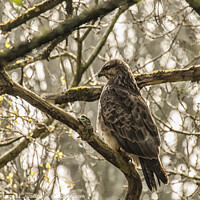 Buy canvas prints of The common buzzard  by kathy white