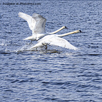Buy canvas prints of swans in flight,flying swans,swans taking off by kathy white