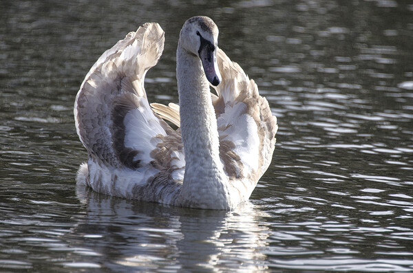 Swan  with its brown plumage,ugly duckling Picture Board by kathy white