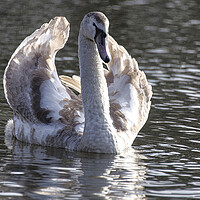 Buy canvas prints of Swan  with its brown plumage,ugly duckling by kathy white