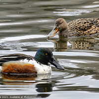 Buy canvas prints of  shoveller ducks,Female and  male  by kathy white