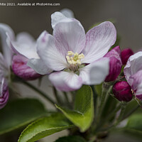 Buy canvas prints of apple,blossoms,Beautiful pink Apple blossom by kathy white