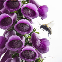 Buy canvas prints of Bee on a Foxglove flowers  by kathy white