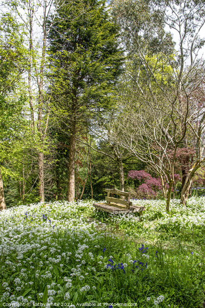 Wild garlic,  White Flowers,woods,A lovely place  Picture Board by kathy white