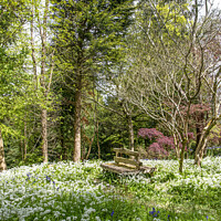 Buy canvas prints of Wild garlic,  White Flowers,woods,A lovely place  by kathy white