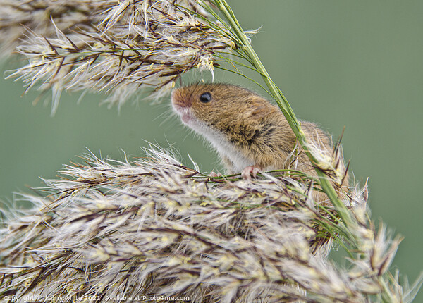 Harvest Mouse,Harvest  mice,nature wildlife  Picture Board by kathy white
