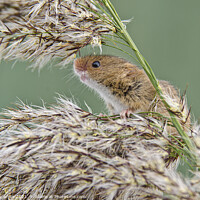 Buy canvas prints of Harvest Mouse,Harvest  mice,nature wildlife  by kathy white