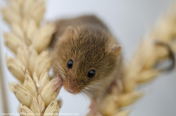 Harvest Mouse, Tiny Harvest on Ear of Corn Picture Board by kathy white