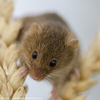 Buy canvas prints of Harvest Mouse, Tiny Harvest on Ear of Corn by kathy white