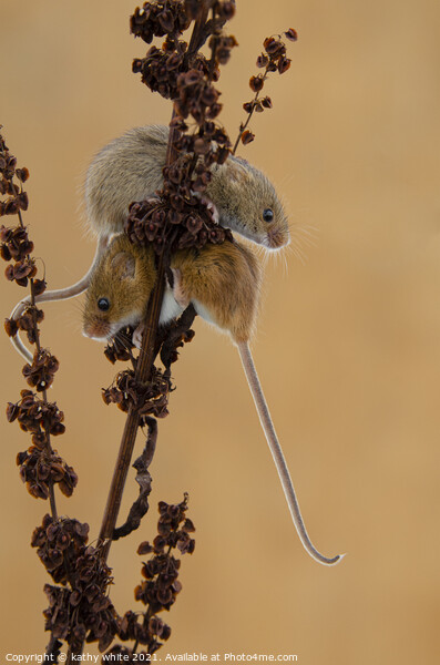 Delicate Harvest Mouse Nibbles on Wheat Picture Board by kathy white