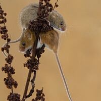 Buy canvas prints of Delicate Harvest Mouse Nibbles on Wheat by kathy white