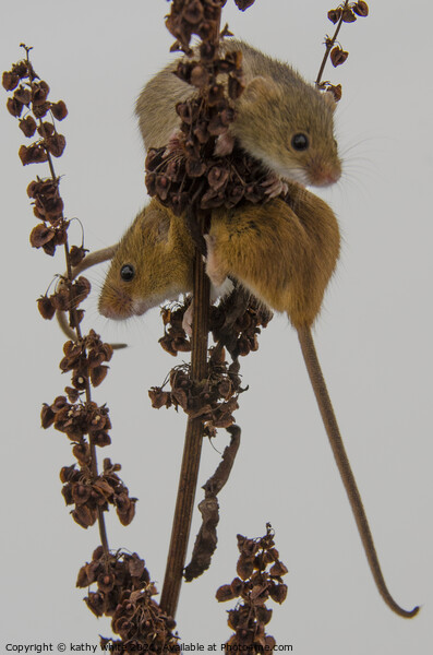 Two Harvest Mouse, Tiny Harvest mice Picture Board by kathy white
