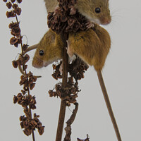 Buy canvas prints of Two Harvest Mouse, Tiny Harvest mice by kathy white