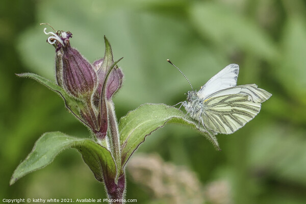 Green-veined white  Butterfly reastingin the sun Picture Board by kathy white