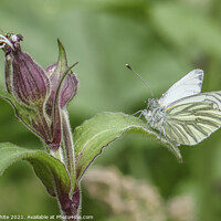 Buy canvas prints of Green-veined white  Butterfly reastingin the sun by kathy white