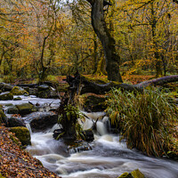 Buy canvas prints of  autumn woods, long exposure cornwall  by kathy white