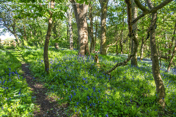 English Bluebell Wood, Cornwall,Bluebell Wood Picture Board by kathy white