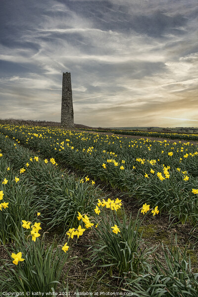 Daffodils fields,Cornwall, at sunset daffodil Picture Board by kathy white