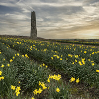 Buy canvas prints of Daffodils fields,Cornwall, at sunset daffodil by kathy white