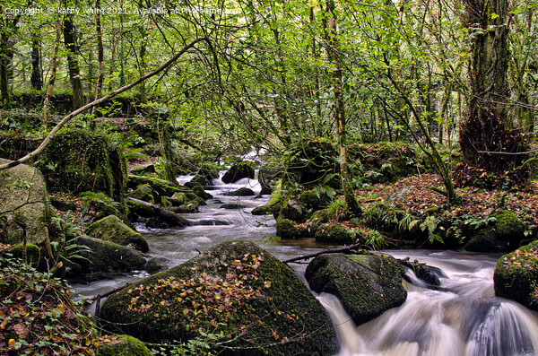 A woodland stream ,in the Kennall Vale Nature Rese Picture Board by kathy white
