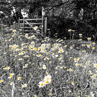 Buy canvas prints of Daisy flowers, in a wood black and white colour po by kathy white