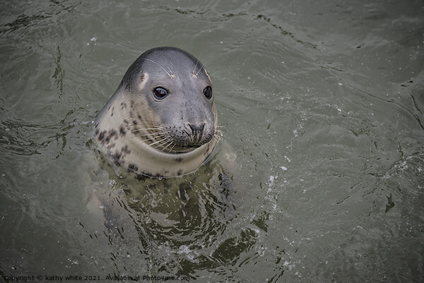 Cornish seal swiming free,Cornish seals , Picture Board by kathy white