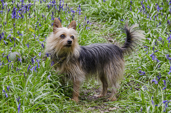 Yorkshire Terrier Dog ,a bluebell field Picture Board by kathy white