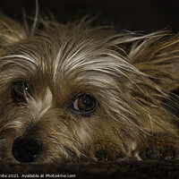 Buy canvas prints of Adorable Yorkshire Terrier by kathy white