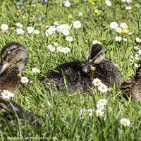 Buy canvas prints of Adorable baby ducks on the grass, Three baby duckl by kathy white