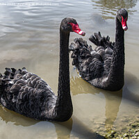 Buy canvas prints of Black Swans, pair of black swans swiming by kathy white