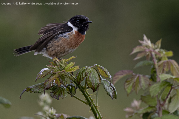  Stonechat, on bramble early morning light Picture Board by kathy white