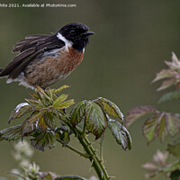 Buy canvas prints of  Stonechat, on bramble early morning light by kathy white