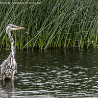 Buy canvas prints of Heron fishing in the lake by kathy white