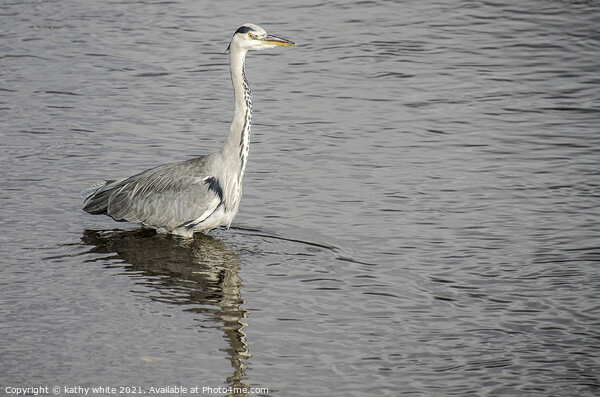 Heron fishing in the sea Picture Board by kathy white