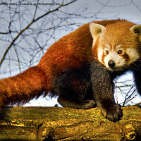 Buy canvas prints of Red Panda,Red Panda  bear, Panda bear by kathy white