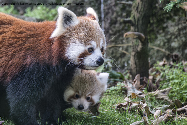 Adorable Red Panda Family Picture Board by kathy white