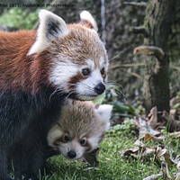 Buy canvas prints of Adorable Red Panda Family by kathy white